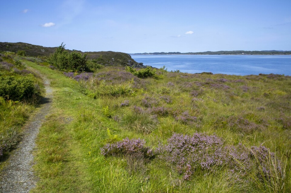 BALSAM FOR SJELEN: Å vandre på myke stier gjennom lyngheiene på Lygra gir en helt egen ro. Jo lenger utover vi går, jo mer intens blir blomstringen.