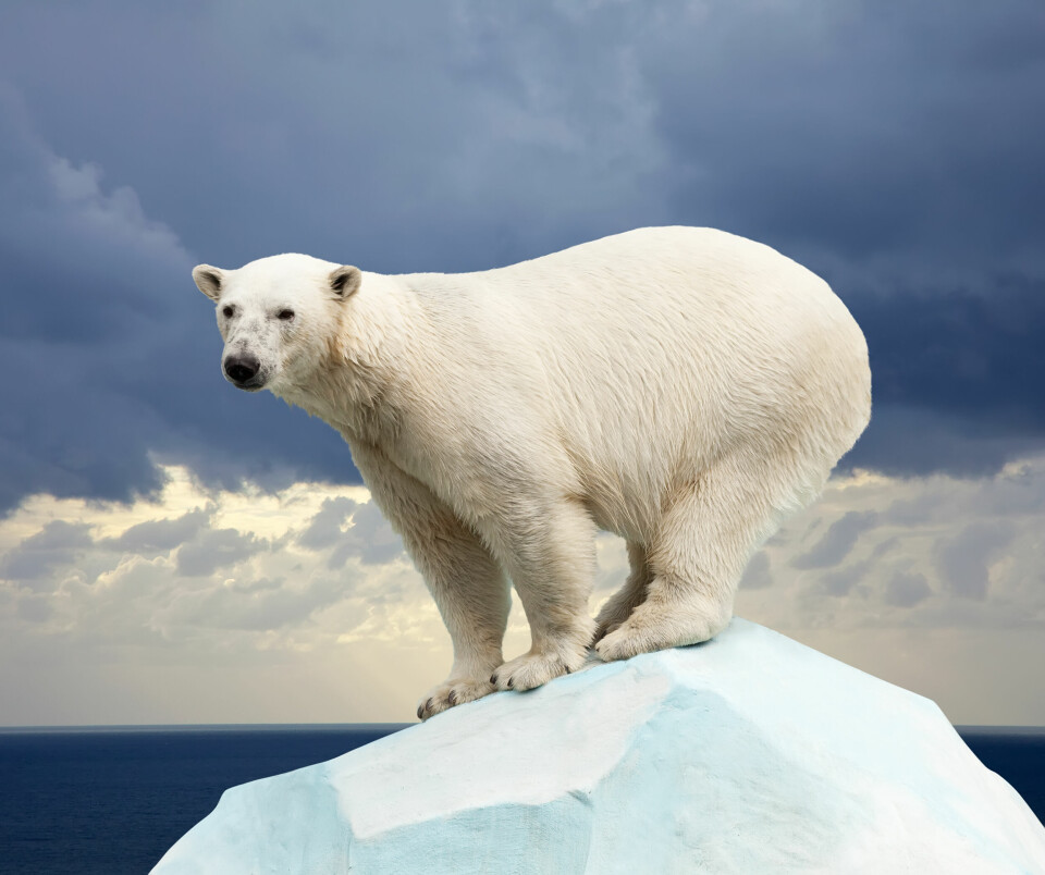 I FLERTALL: Det er flere isbjørn enn mennesker på Svalbard.
