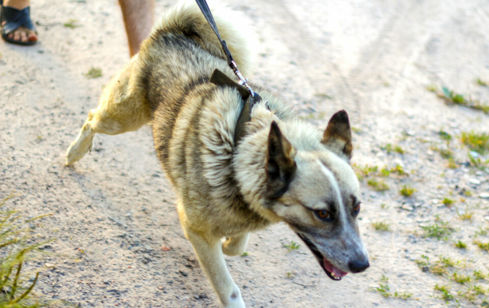 DRAR I VEI: Hund som drar i båndet er et av de vanligste problemene og forårsakes av understimulering