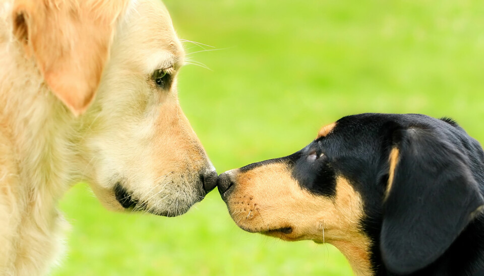MØTESITUASJON: To hunder hilser på hverandre. Det er ikke gitt at det forløper problemfritt.