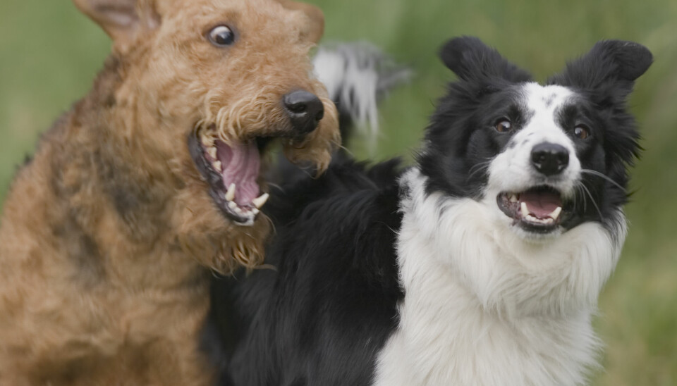 BJEFFENDE HUNDER: Ingen liker en bjeffende hund. Hundeekspert deler sine beste tips for å unngå uønsket adferd hos våre firbente bestevenner.