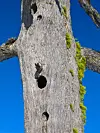 Dødt tre med flere hakkespetthull og grønn mose mot blå himmel