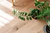 Grön garderobsblomma i kruka på ljust trägolv med soliga skuggor.