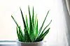 Grön aloe vera i vit kruka står på en ljus fönsterbräda.