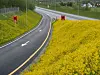 Asfaltert vei med avkjøring omgitt av tette gule blomster langs veikanten