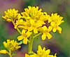 Nærbilde av klase med små gule blomster ute i naturen