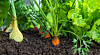 Grønnsaker som vokser i hagen i mørk jord med grønt bladverk og selektiv fokus.