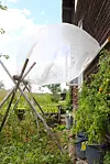 Tomatplantor längs en trävägg i en lummig trädgård med odlingstunnor och väv på träställning.