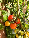 Klas med mogna röda och gula tomater på en grön tomatplanta i solsken.