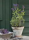 Salvia officinalis.