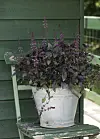 ’Magic Mountain’ Ocimum x hybridum.