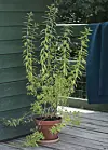 Aloysia triphylla.