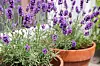 Lavendelplanter med lilla blomster i terrakottapotter.