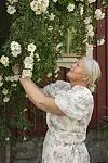 En kvinna i blommig klänning sträcker sig upp mot en kraftigt blommande rosbuske intill ett rött hus.
