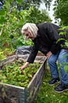 En kvinna i svart jacka och jeans lutar sig över en upphöjd odlingslåda och rensar bland små växter.