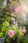 Rosa rosor och gröna blad i varmt solljus med mjuk, suddig bakgrund.