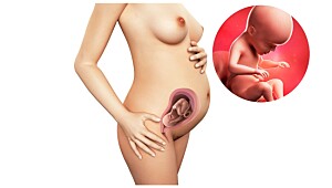 Gravid Uke 4 Ingen Symptomer